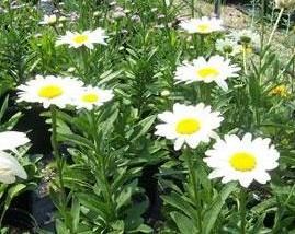 F1. Leucanthemum Becky