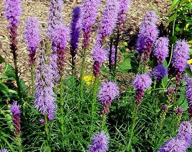 F2. Liatris spicata