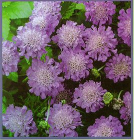 un strat de flori - Scabiosa columbaria