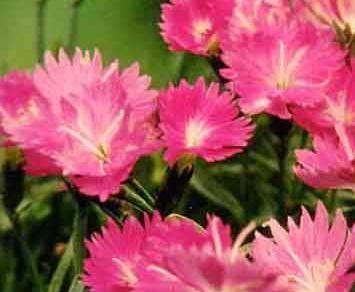 G2. Dianthus gratianopolitanus Firewitch