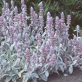 un strat de flori - Stachys byzantina