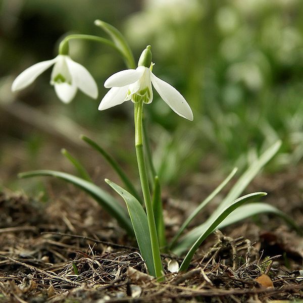 galanthus nivalis