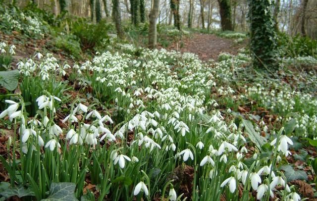 ghiocei in padure (Galanthus nivalis)