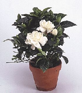 gardenia jasminoides