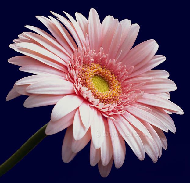 gerbera 4