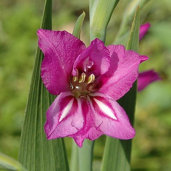 plante perene - gladiola