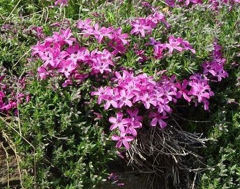 H2. Phlox subulata