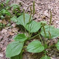 un strat de flori - Plantago major