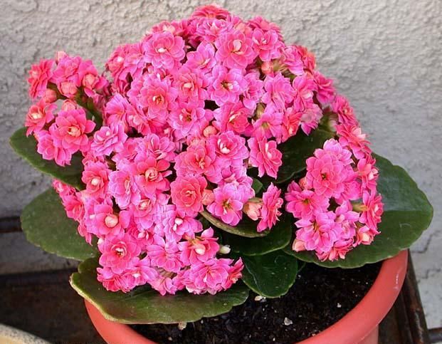 kalanchoe