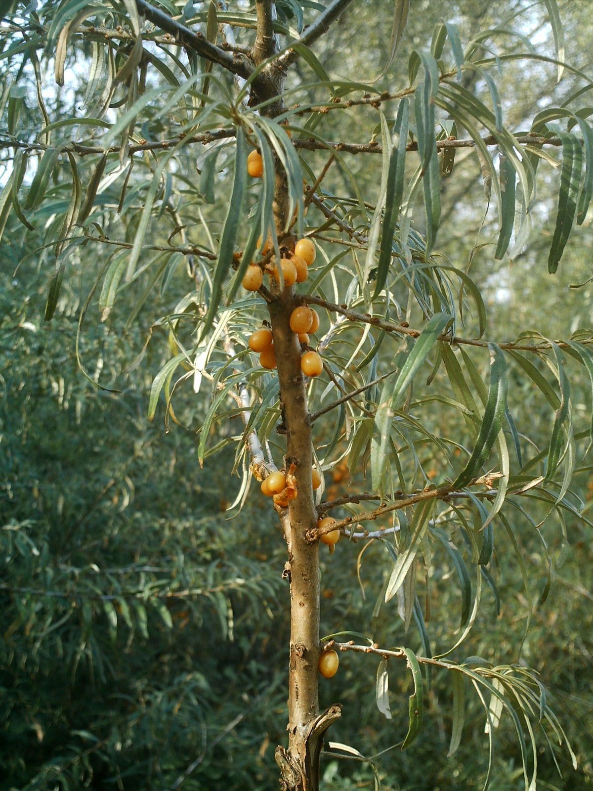 Fructe de catina alba