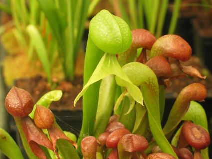 Darlingtonia californica 1