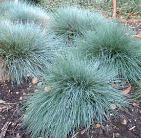 un strat de flori - Festuca glauca