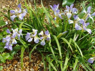 iris lazica (1)