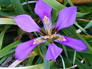 iris lazica (3)