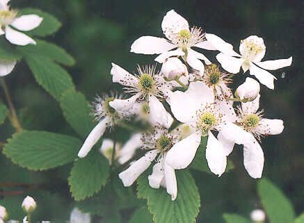 rug de mure in floare