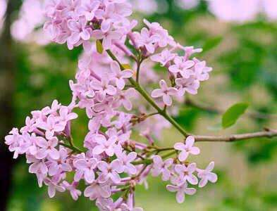 flori de liliac de pe o ramura tanara