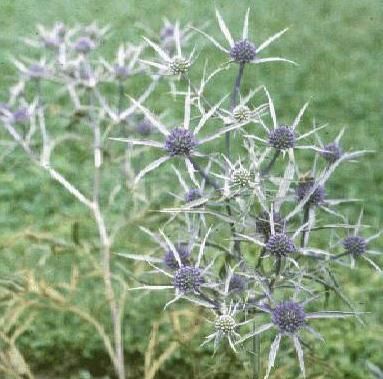 un strat de flori - Eryngium spp.