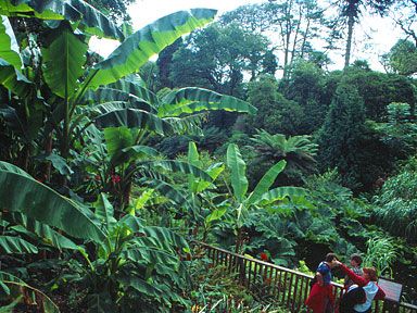gradinile de pe domeniul heligan - jungla (plantatia de bananieri)