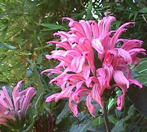 Justicia carnea