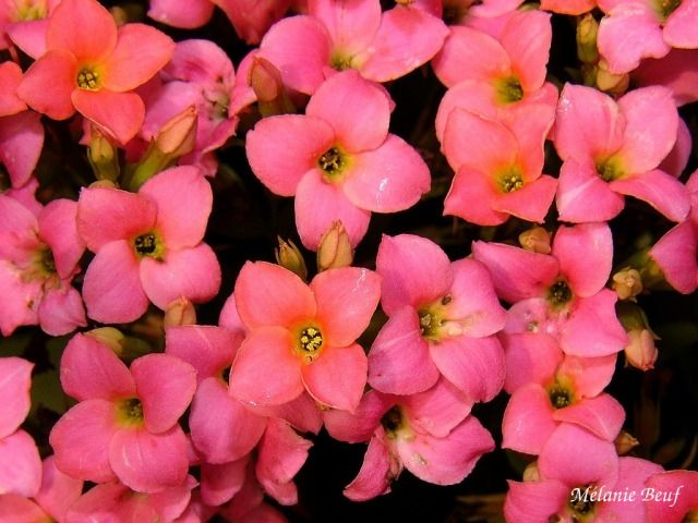 kalanchoe blossfeldiana roz