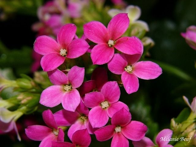 kalanchoe