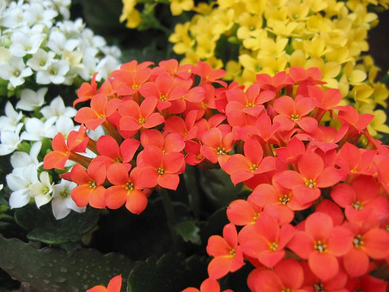 kalanchoe