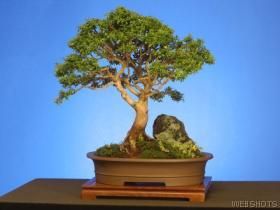 bonsai C