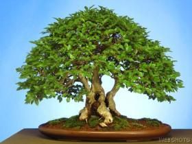 bonsai A