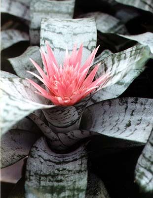 Aechmea fasciata are frunzele aranjate n forma de rozeta