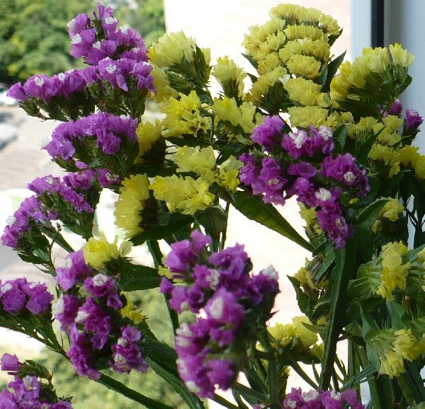 Limonium