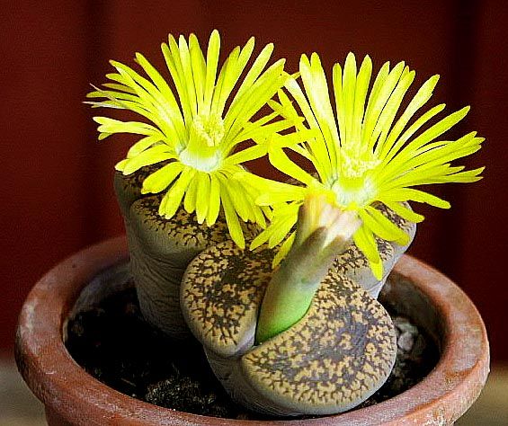 lithops