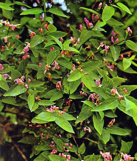 Lonicera