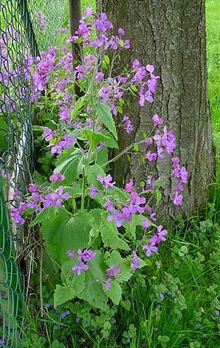 lunaria