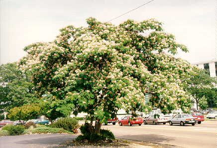 mimosa - arborele de matase (b)