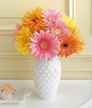 gerbera 9