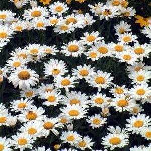 un strat de flori - Leucanthemum superbum