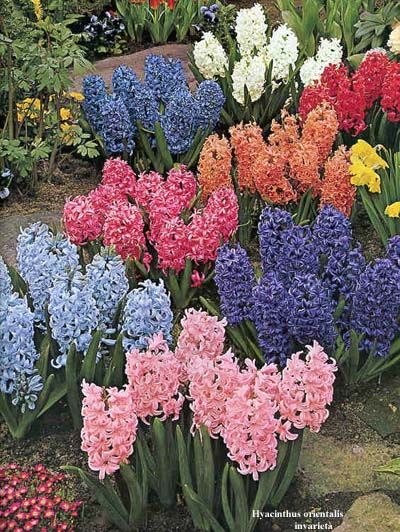 Hyacinthus orientalis - zambile multicolore