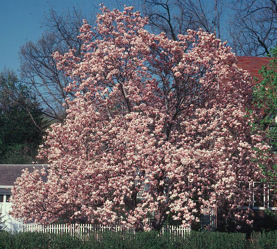 Magnolia x soulangiana