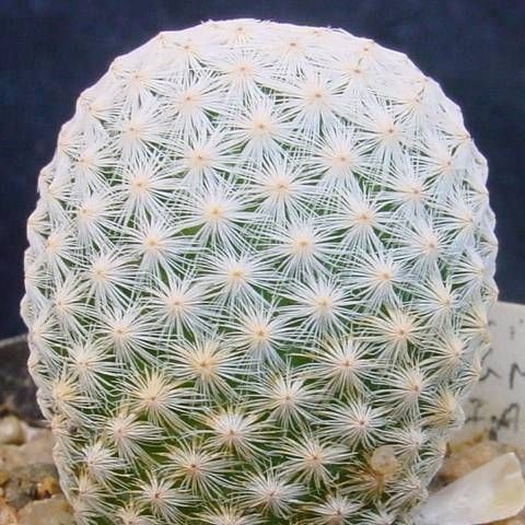 Mammillaria albiflora 1