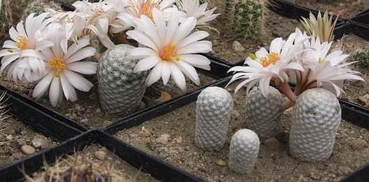 Mammillaria albiflora 2