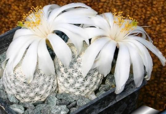 Mammillaria albiflora 3