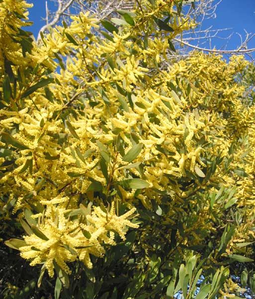 Mimosa (Acacia dealbata)