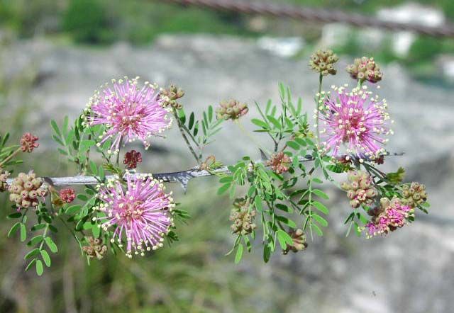 Mimosa borealis stemfls