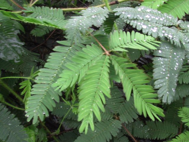 mimosa pudica (e)