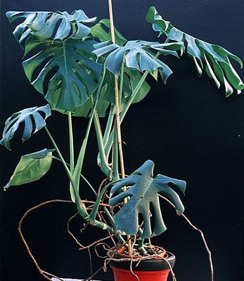 monstera deliciosa, planta recomandata in feng shui