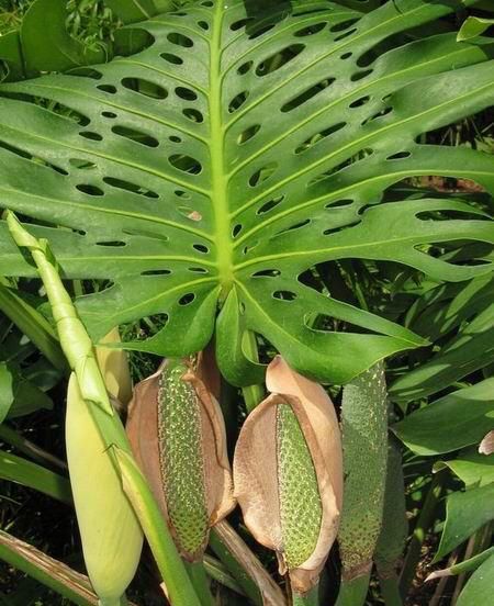 monstera deliciosa (1)