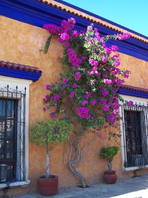 BougainvilleaE