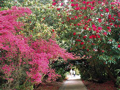 gradinile de pe domeniul heligan - gradina de flori (1)