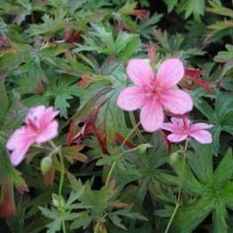 un strat de flori - Geranium spp