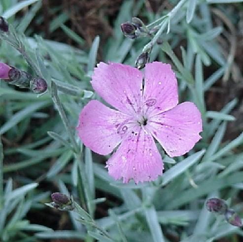 un strat de flori - Dianthus Baths Pink